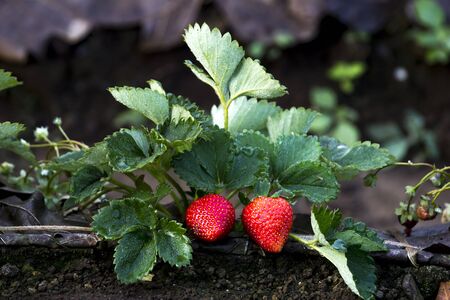 Two  strawberries and strawberries leaf in strawberry plot.の写真素材