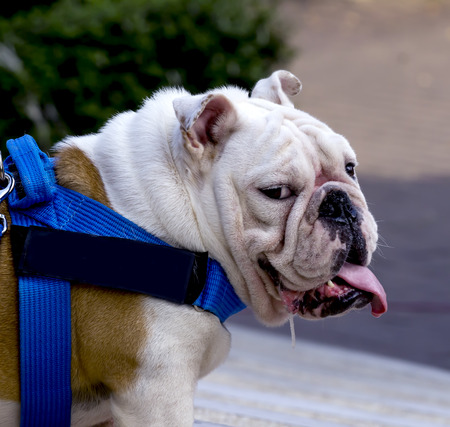 English Bulldog stand and turn one's head look forward.の写真素材