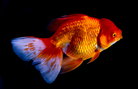 Goldfish swim in aquarium box.Saturation color by fancy lighting.の写真素材