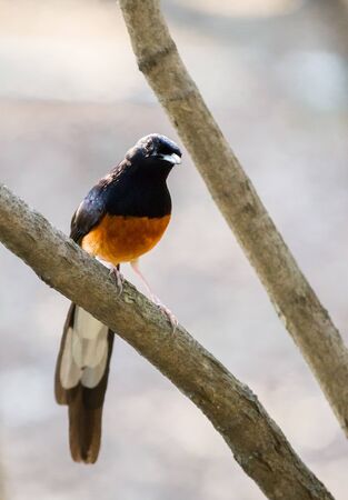 White rumped Shama catch brance in boskage.The bird that call Nightingale of India because sweet tweet.の写真素材