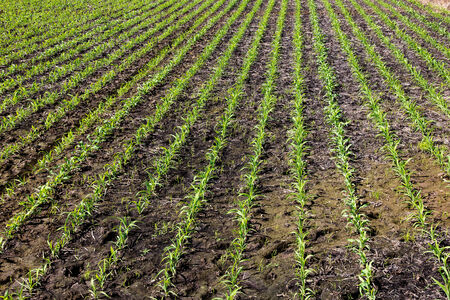 Raw of green young corn in corn farm.