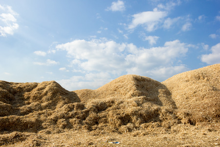 Pile of corn straw after grind peel.Look like large mountain.
