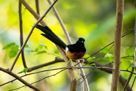 White rumped Shama catch brance in boskage.The bird that call Nightingale of India because sweet tweet.の写真素材