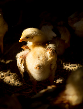 Chick  stand in stable.Background in dark. Sunlight  spot at one chick,another in shadow.の写真素材