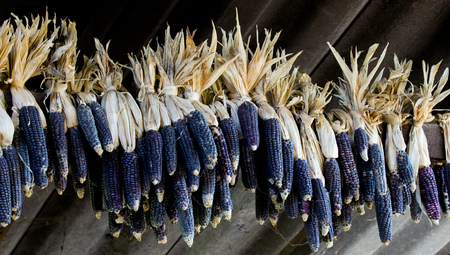 Black Indian Corn hang on. In the garner. Keep for seed corn.の写真素材