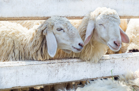 Close up sheep in farm. Wait for feed in showing farm.の写真素材