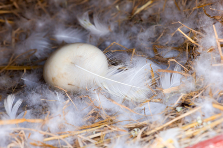 : Duck eggs on straw and duck feather.の写真素材
