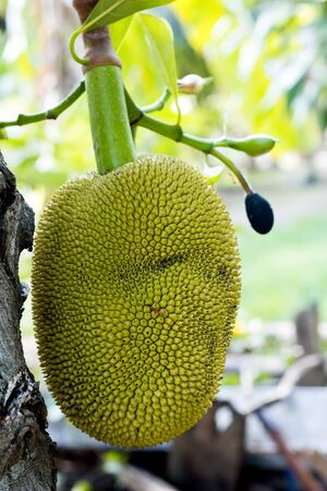 Jackfruit hang on stem with Close up shot.の写真素材