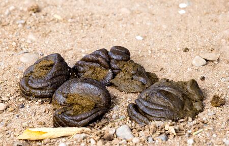 Cow dung pile for organic fertiliser,close up and top view shot.の写真素材