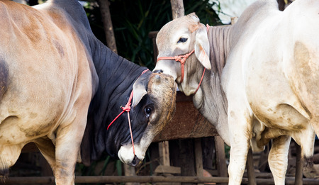 Two cow stand in stable,Show Only head and front leg.の写真素材