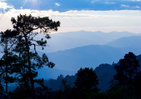 Black tree in shadow.Nearly silhouette lighting and Blue Sky at Sunrise.Blue mountain in backgroundの写真素材