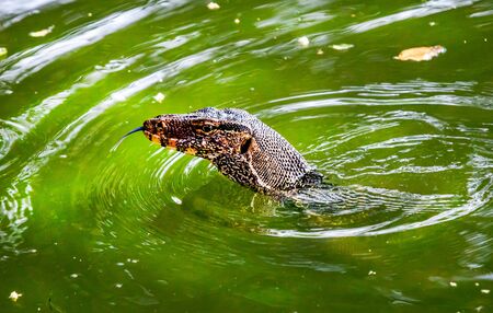 Water Monitor swim in pool.Tread water with only head showing.Ripple in water surface.の写真素材