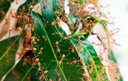 Red army ants throng out of nest for guard and keep nest.の写真素材