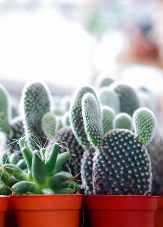 Many cactus in flowerpot lay on shelf.Backlight is white and bright from sunlight.の写真素材
