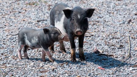 Two young piglets stand and look for anything.