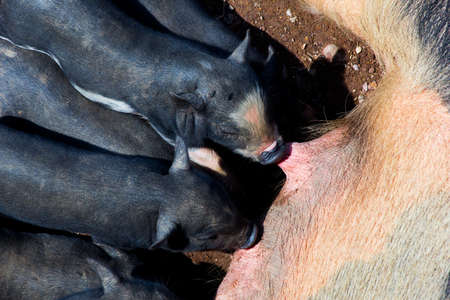 The mother pig lay down to let her kids to  milk feeding her little piglets.の写真素材
