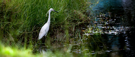White Little Egret wait and glare at water for catch fish at riverside.Wave and reflect on water...