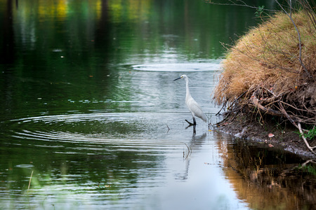White Little Egret wait and glare at water for catch fish at riverside.Wave and reflect on water...