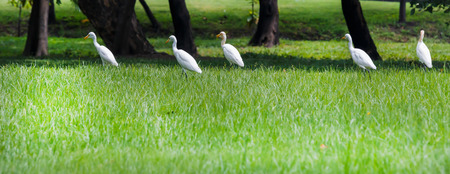 White heron walk and look something for eat.の写真素材