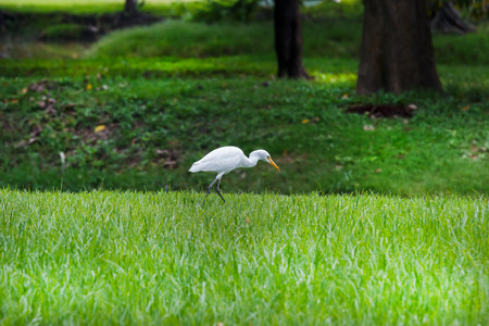 White heron walk and look something for eat.の写真素材