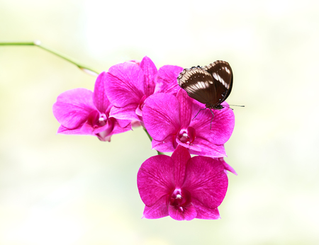 Black butterfly hold on pink orchid in garden.の写真素材