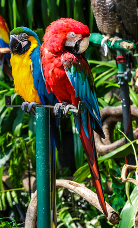 Two macaws perch on the stand, More colorful plumage.