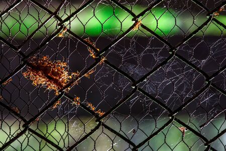 Red ants cklony on net.Out of focus background.の写真素材