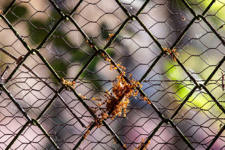 Red ants cklony on net.Out of focus background.の写真素材