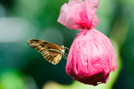 The butterfly spread the wings and sucking nectar from sack.の写真素材
