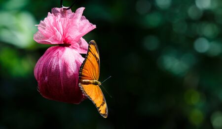 The butterfly spread the wings and sucking nectar from sack.の写真素材