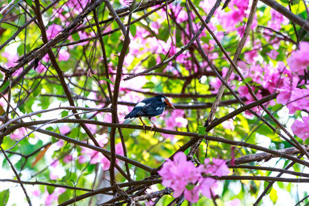 The black collared starling catch bougainvillea branch.の写真素材