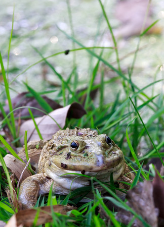 Frog in dense grasses,closeup shot,wet skin.の写真素材