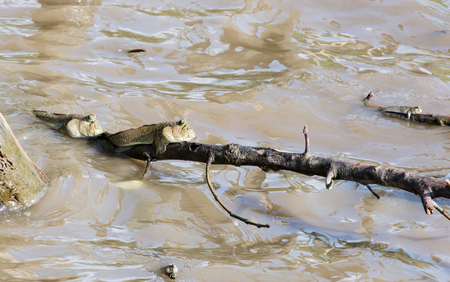 Two mudskippers  climb on  mangrove stem while flood tide.