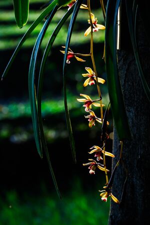 White orchid bouquet in closeup shot, background in shadow.の写真素材