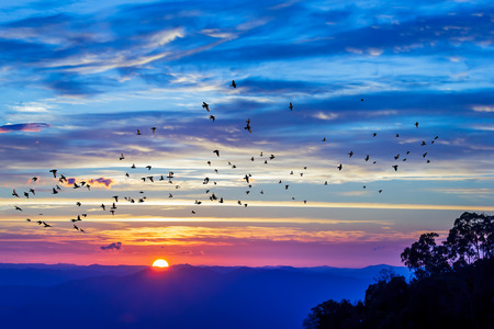 : Flock of birds fly on the sky at sunrise.The sun just come up.の写真素材