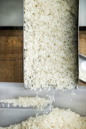 Thai Jasmine Rice, The milled rice with little machine.の写真素材