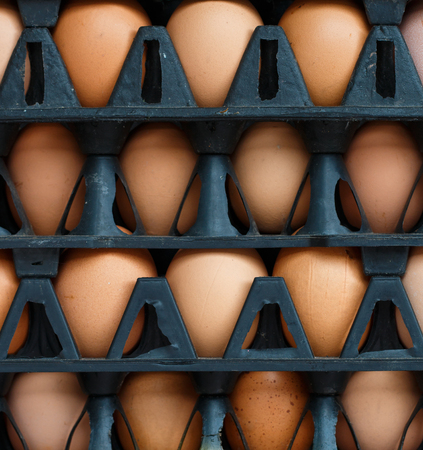 Hen eggs lay on straw.White isolate background.close up and top view shot.