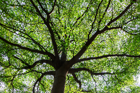 Bough and green leaves of large tree look like umbrella. Back sunlight at noon, see with worm eye view.の写真素材