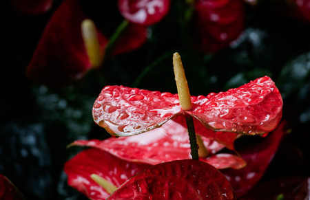 Pigtail Anthurium or Tail flower in the rain, Droplet on petal.の写真素材