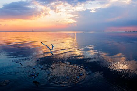 The thousands of seagulls that winter escape from Fridge zone and Temperate zone, swim in sea at sunset.の写真素材