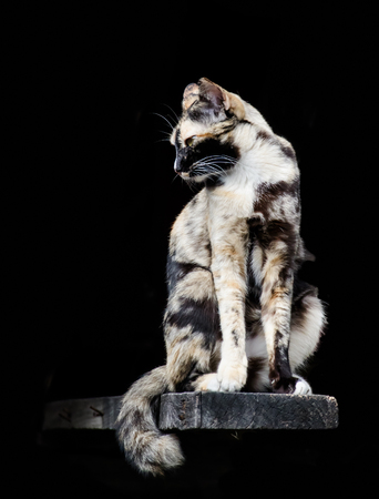 The siam cat sit on wood, black backgroundの写真素材