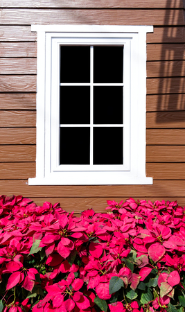 Decorate house with red poinsettia at front of  white window.の写真素材