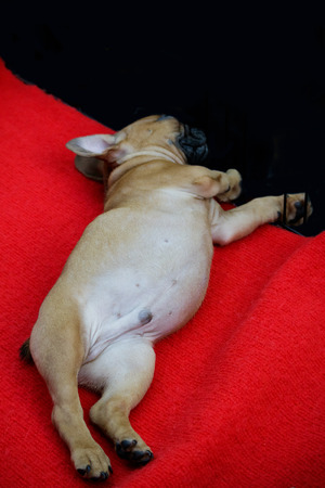 The little pet dog sleep on red carpet.の写真素材
