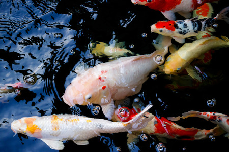 Many koi carp swim in ripple and reflection aquarium pool.の写真素材