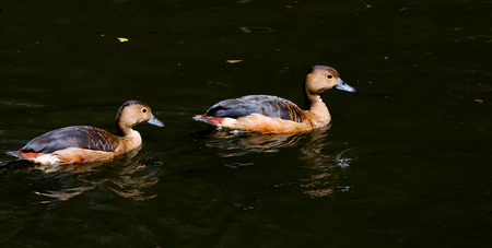Duck swim in pond, Wave reflection on water.の写真素材