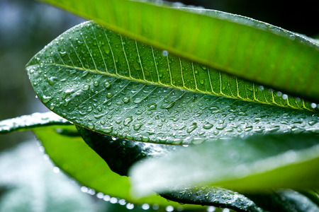 Close up droplet of water on green leaf after rain.の写真素材