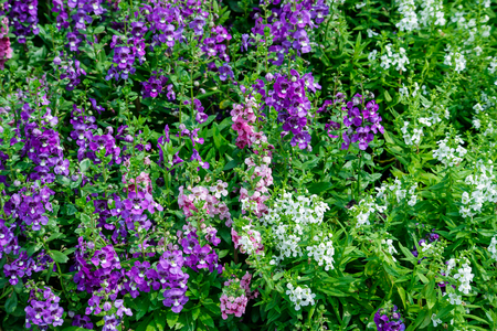 Many colorful bloom blossom flower in the garden.の写真素材