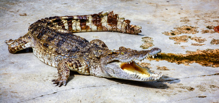 The Crocodile show at Crocodile Farm,  Tourist highly popular show.の写真素材