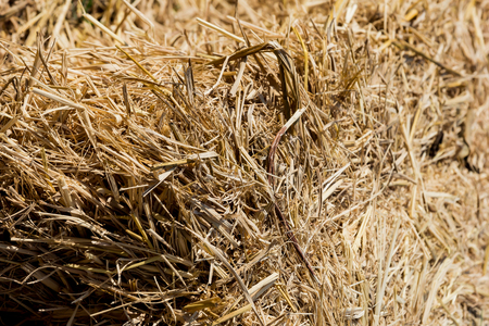 The pile of straw from rice farm after  harvest.の写真素材