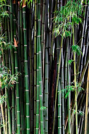 The green bamboo zoom to close up of the stem.の写真素材